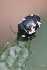 Tritomegas rotundipennis