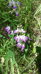 Collinsia multicolor