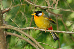 Silver-Eared Mesia photo 2