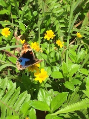 Junonia orithya minagara