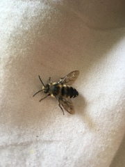 Melecta albifrons