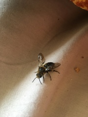 Melecta albifrons