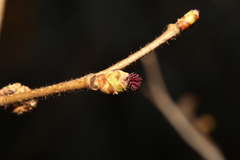 Corylus heterophylla
