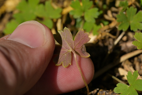 Image of Geranium microphyllum by (c) Christopher Stephens, some rights reserved (CC BY-SA)