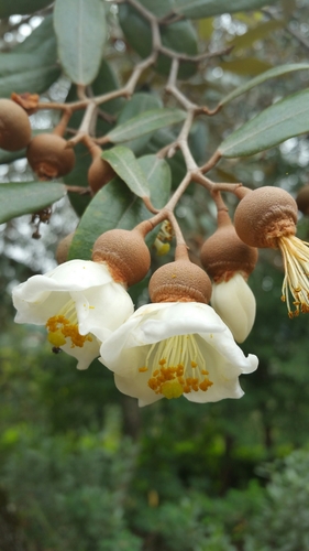 Sarcolaenaceae