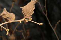 Corylus heterophylla