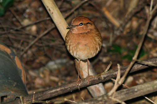 Hydrornis oatesi