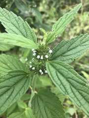 Leucas neuflizeana