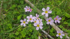 Oxalis caprina