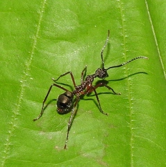 Dolichoderus attelaboides