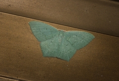 Maxates centrophylla