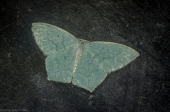 Maxates centrophylla