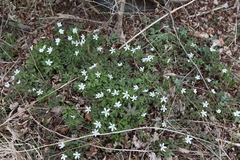 Anemonoides amurensis