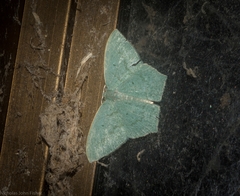 Maxates centrophylla