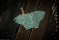 Maxates centrophylla