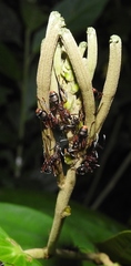 Dolichoderus attelaboides