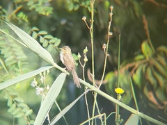 Prinia lepida