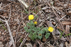 Adonis amurensis