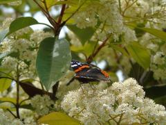 Vanessa atalanta
