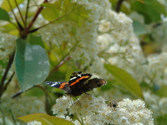 Vanessa atalanta