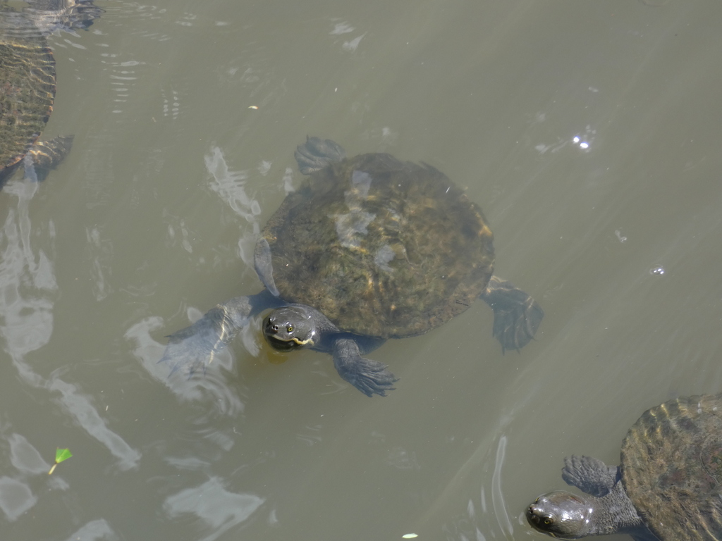 Macquarie Turtle from Mount Nathan QLD 4211, Australia on March 9, 2024 ...