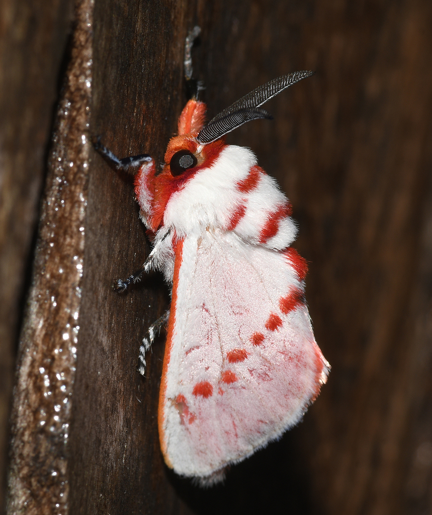 Trosia roseipuncta