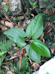 Saururus chinensis