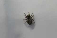 Pseudeuophrys lanigera