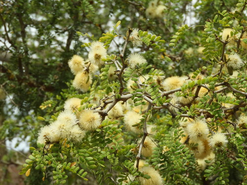 Ebenopsis caesalpinioides, photograph 5