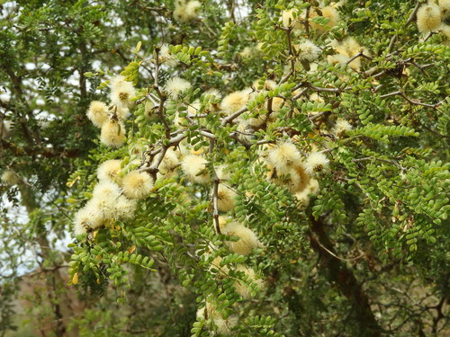 Ebenopsis caesalpinioides, photograph 6