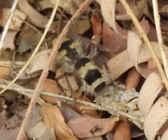 Dasymutilla monstrosa