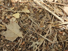 Dasymutilla monstrosa