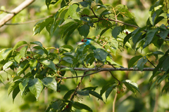 Psilopogon asiaticus