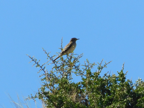 Rusty-backed Monjita (Neoxolmis rubetra), photo 4