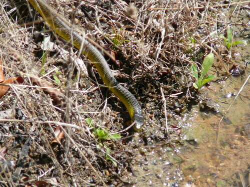 Common Tree Snake sighting