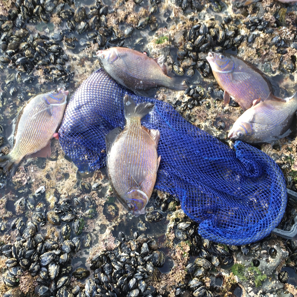 Striped Surfperch