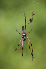 Trichonephila inaurata madagascariensis