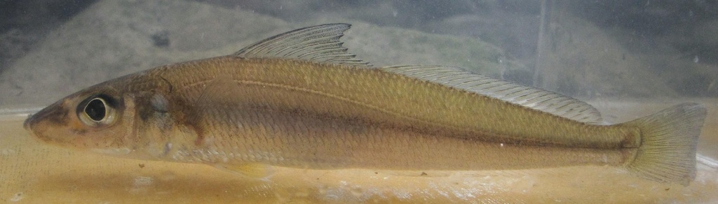 Asian sillago (Sillago asiatica) — Sillaginidae