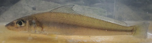Asian sillago (Sillago asiatica) — Sillaginidae