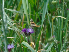 Vanessa cardui