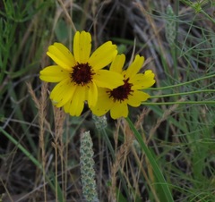 Thelesperma filifolium