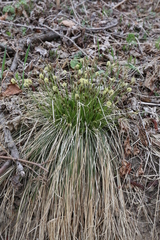 Carex umbrosa pseudosabynensis