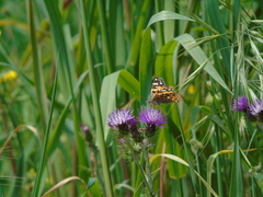 Vanessa cardui