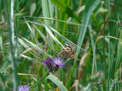 Vanessa cardui