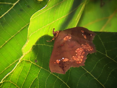 Lopharthrum comprimens