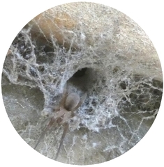 Filistata insidiatrix