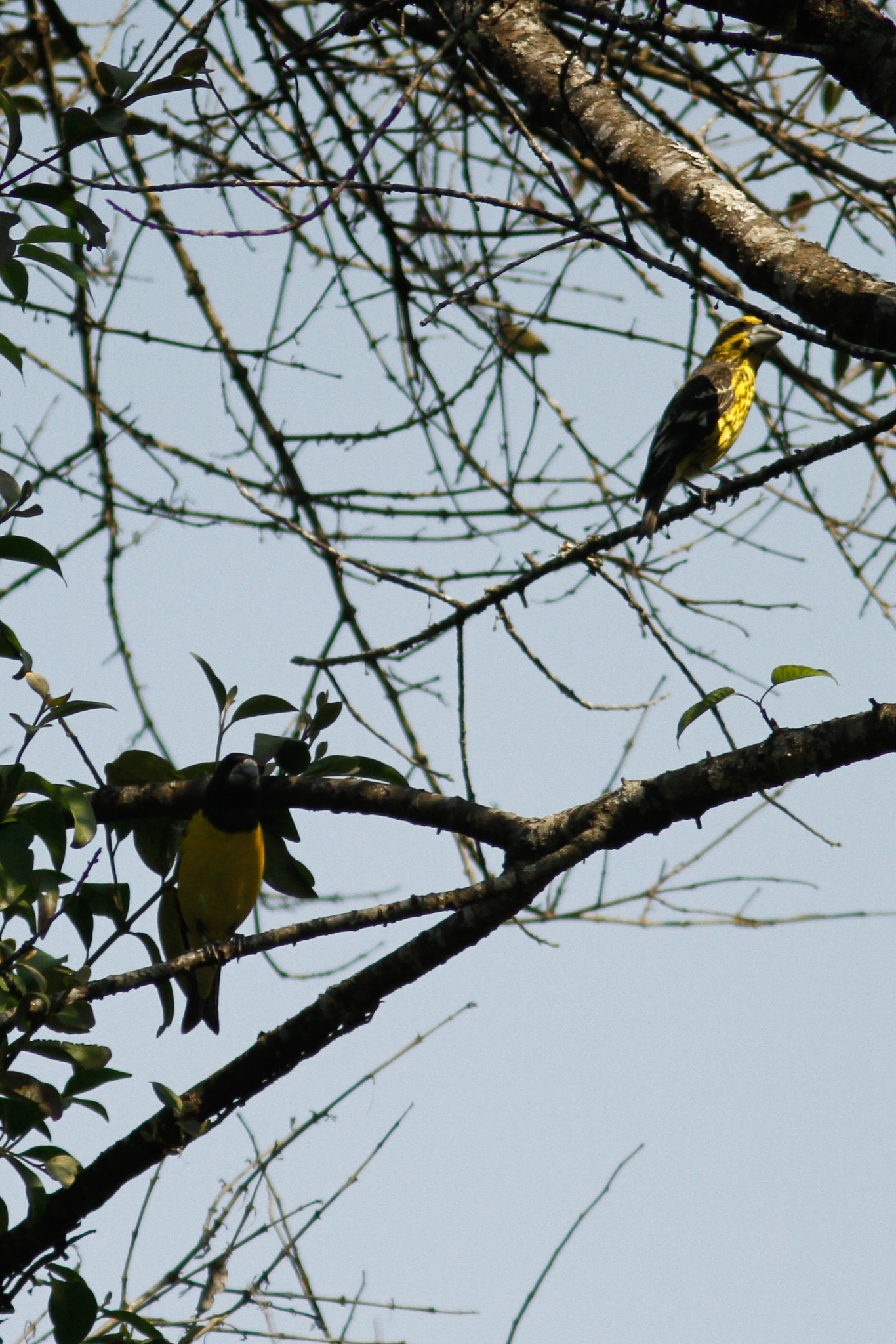 Spot-winged Grosbeak