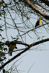 Mycerobas melanozanthos