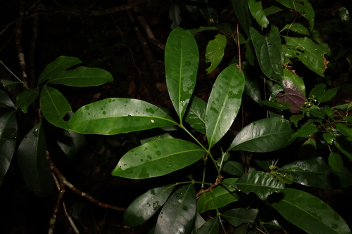 Image of Anthocarapa nitidula by (c) Greg Tasney, some rights reserved (CC BY-SA)