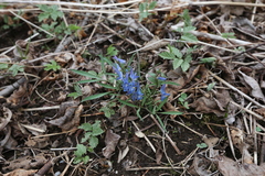 Corydalis ambigua